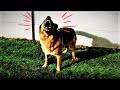 Chien Qui Aboie À L Extrême ÉCARTEZ VOUS