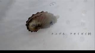 珍生物、タコブネ