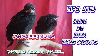 Download lagu MEMBEDAKAN KELAMIN ANAKAN BURUNG SRIGUNTING mp3 Download lagu MEMBEDAKAN KELAMIN ANAKAN BURUNG SRIGUNTING mp3