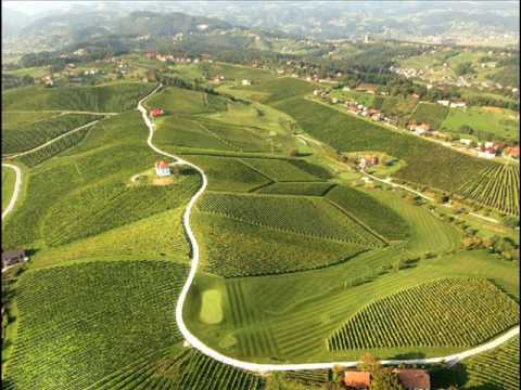 TOMAŽ Pengov-Rodovnik vina(1988).