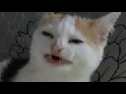 About 2 minutes of absolute chaos (feat. Several sanses)