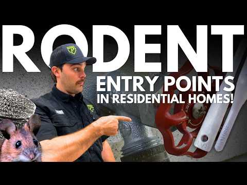 How To Find Rodent Entry Points Fast & Seal Them For Good