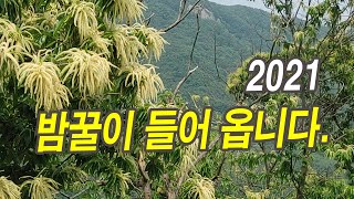 2021 밤꽃꿀이 들어오고 있습니다.