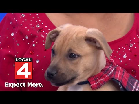 Pet of the Week: Meet Evergreen! - YouTube