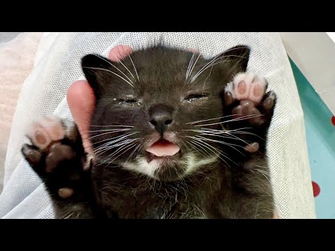 LIVE: Feral cat Hibbing just gave birth!