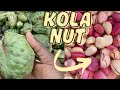 How Kola Nuts Are Really Processed Step By Step Natural Method