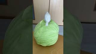 文鳥がキャベツ食ってるだけの動画 ＃Shorts