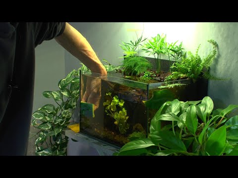 Filterloses Aquarium und neues Aquarium mit neuen Besatz Neocaridina White Pearl