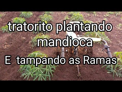 Motocultivador Tratorito Aprenda Plantar Mandioca e Tampar as Ramas