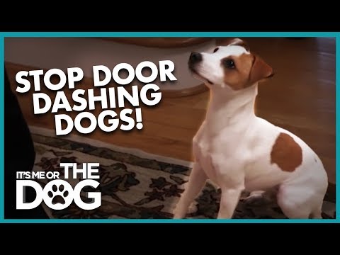 YouTube video about: How to stop a dog from running out the door?