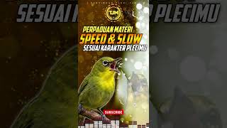 Download lagu Masteran Pleci Variasi speed rapat   slow recommended untuk pemula !!! mp3