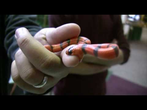 YouTube Video QdNHu9bGkM4