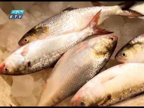 এবছর ৫২ শতাংশে বেশি ডিম ছেড়েছে মা ইলিশ