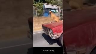 クルマに乗って走るイヌ。こっちのが早いもんね #cat #猫 #shorts