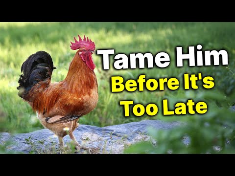 How to Tame An EXTREMELY Aggressive Rooster