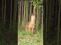 Fox Sound Shorts Reels Youtubeshorts Shortfeed Viral Trending