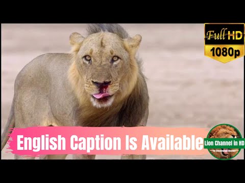 [African Lion Diary 2021] Rise of The Mwamba Pride in Luangwa Valley | Nature Lion Documentary HD