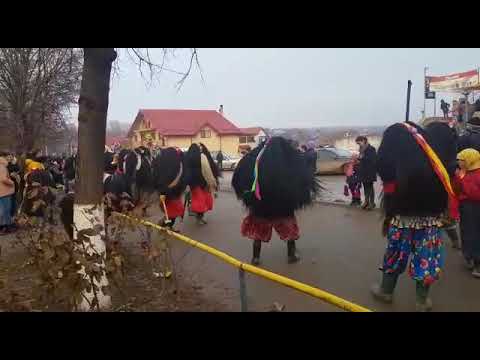 Capra de la Satu-nou, Belcesti 2018-2019 #2