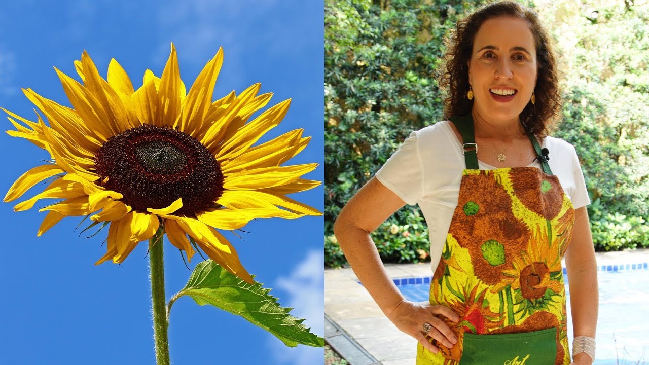 NÔ FIGUEIREDO ENSINA COMO CULTIVAR GIRASSOL