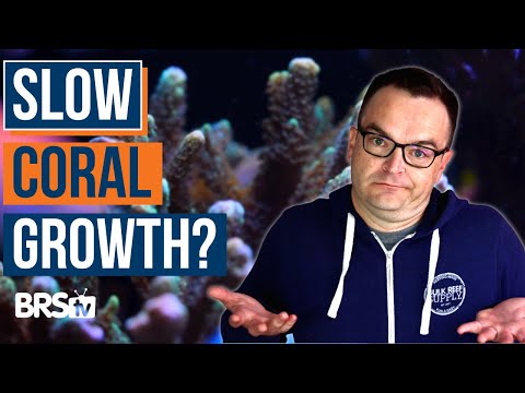 Can’t Raise Reef Tank Alkalinity? Answers to This and MORE! EP: 41d