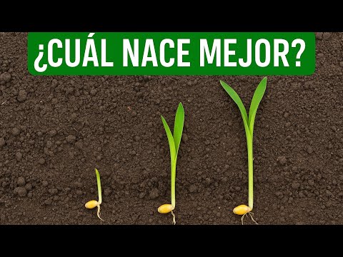 How Deep Should You Plant Corn? 🌽 Improve germination with this test! ✅