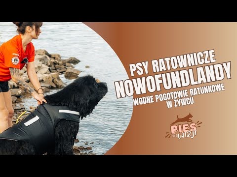 PNW#5 Psy ratownicze - Nowofunlandy w służbie Wodnego Pogotowia Ratunkowego oddział Żywiec