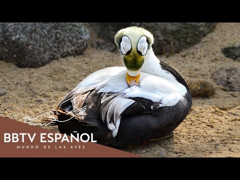 15 Patos Más Hermosos Del Planeta | Documental De Vida Salvaje | BBTV Español