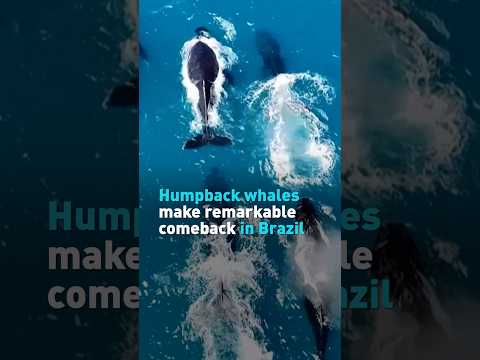 Humpback whales make remarkable comeback in Brazil