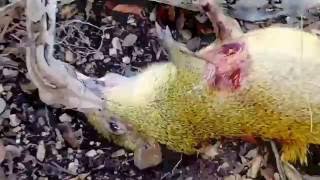 Wild Encounter - Boa Constrictor Killing/Devouring Agouti