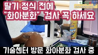 딸기 정식 전!! 육묘장에서 뿌리, 잎, 병징 체크도 중요하시만 화아분화 검사해 보셨나요? 꼭 가까운 기술센…