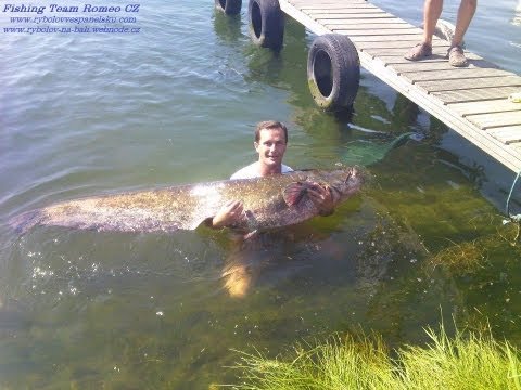 Fishing Team Romeo (CZ): Zdolávání sumce do lodi