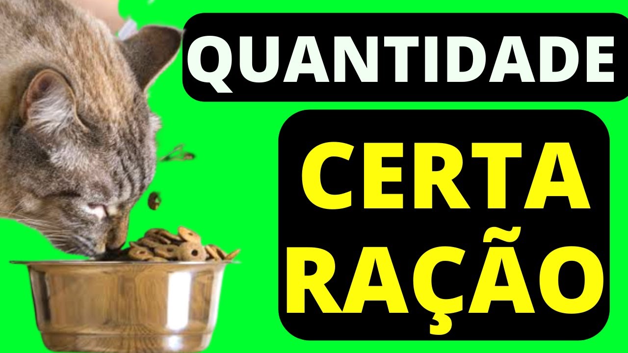 QUANTIDADE CERTA DE RAÇÃO para gatos! ✅Nunca mais erre!
