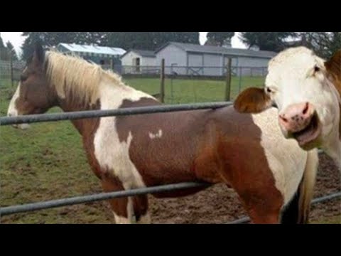Je mourrais de rire pour ces animaux