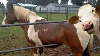 Je mourrais de rire pour ces animaux