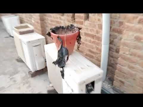 Chudhary sy mily || MY favorite pets || Jatti, Nasreen ty perveen 😄😄