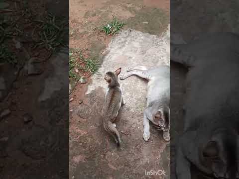 mother cat and kitten are playing#