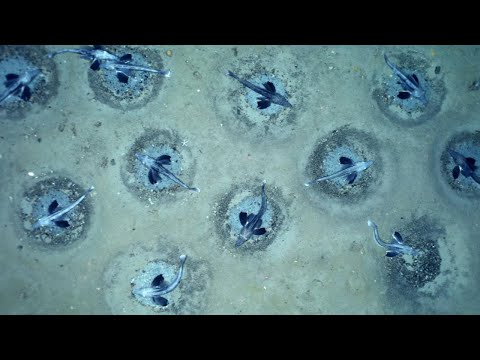 An icefish colony discovered in Antarctica is world's largest fish breeding ground