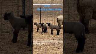 Baa Baa Black Sheep #kids #raffi#lambs#farmlifebestlife