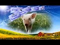 Disney Charlotte S Web 2006 DVD Menu Walkthrough
