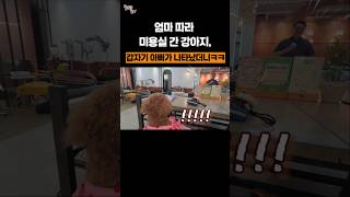 엄마따라 미용실 간 강아지, 갑자기 아빠가 나타났더니ㅋㅋ
