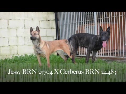 Puppies, Cerberus x Jessy 🇮🇪