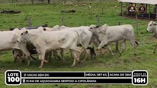 Vídeo LOTE 100