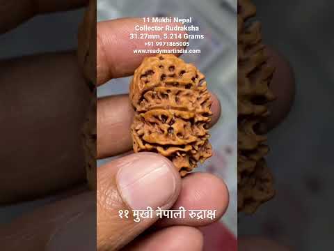 Natural 11 mukhi nepali rudraksha, number of mukhi: eleven (...