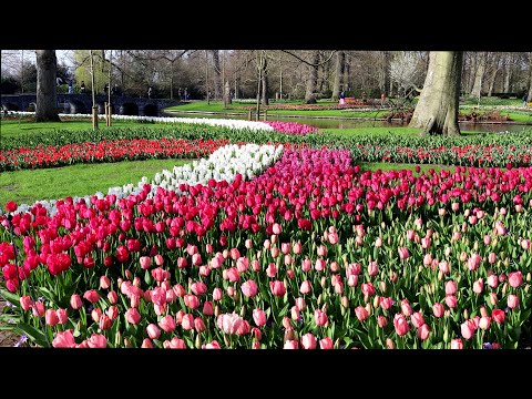 Keukenhof 2022 - Enjoy Springtime in Keukenhof Garden - 4K