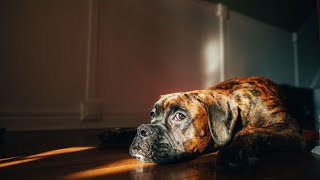 Boxer Rescue Stories Heartwarming Tales of Adoption