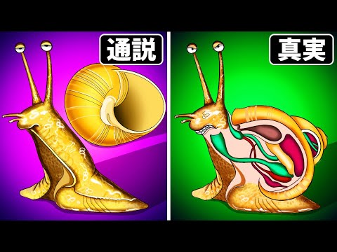 推定 - 動物の意味と例