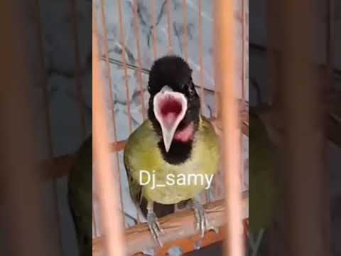 Samyong Ngamuk Lidah Hampir Putus