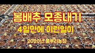 [배추재배방법] 봄배추 모종내기 모종내는과정 상세