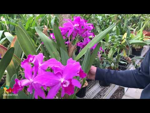 OrchidWeb - Exploring the many different flower types in our Cattleya benches!