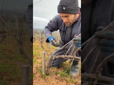 , title : 'grape pruning #shortvideo  #shorts'